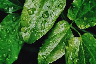 Full frame shot of wet plant