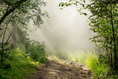 View of trees in forest