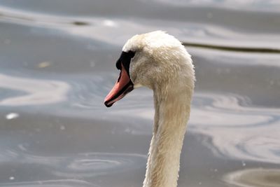 Close-up of swan swimming in lake