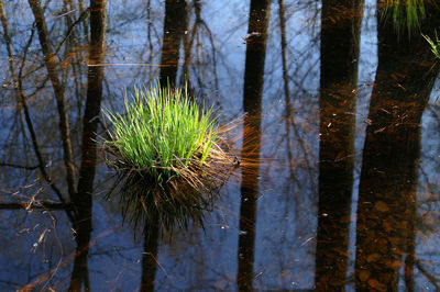 Close-up of tree trunk by lake in forest