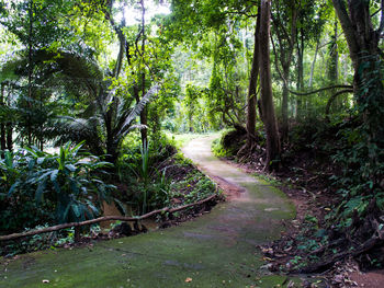 View of trees in forest