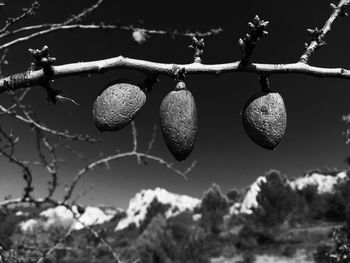 Close-up of tree against the sky