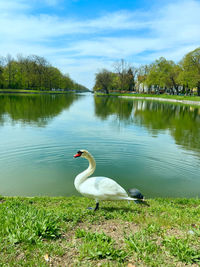 Swans in lake