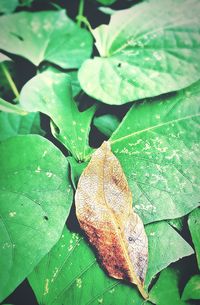 Close-up of leaves