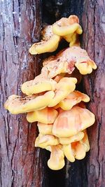 Close-up of fly on tree trunk