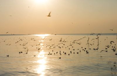 Flock of birds flying over sea during sunset