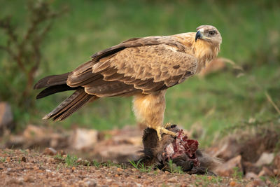 Tawny eagle stands on kill looking back