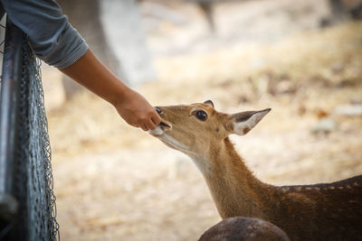 Deer standing on a land