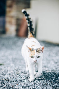 Portrait of cat relaxing outdoors