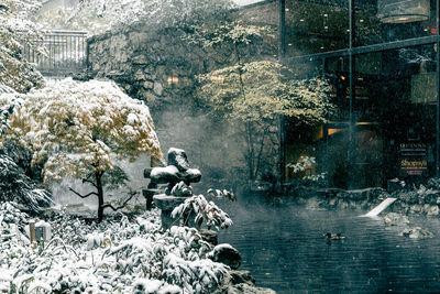 Snow on plants in city
