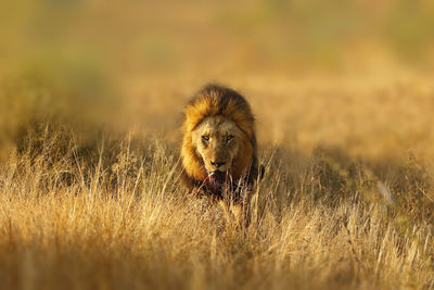 Close-up of lion on field