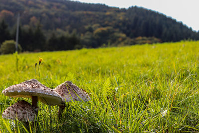 Close-up of mushroom on field