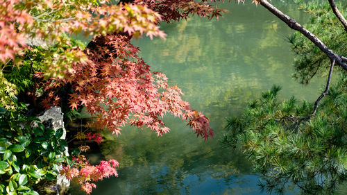 Colorful autumn leaves upon a lake water reflections in a garden, kyoto, japan.