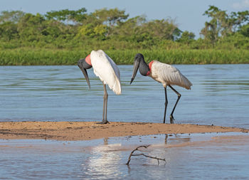 View of birds on beach