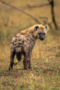 Spotted hyena