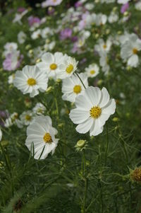 Close-up of white flowering plants on field