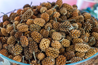 Close-up of dried flowers on plant