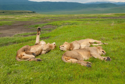 Young male lions resting in ngorongoro crater