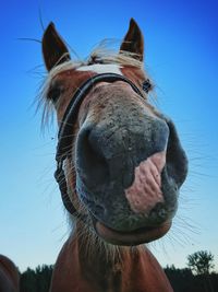 Close-up portrait of horse against clear sky