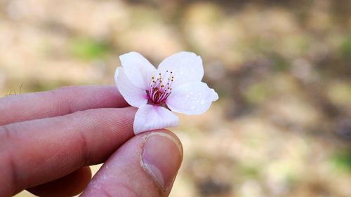 Close-up of hand holding rose flower