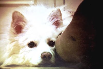 Close-up portrait of dog relaxing