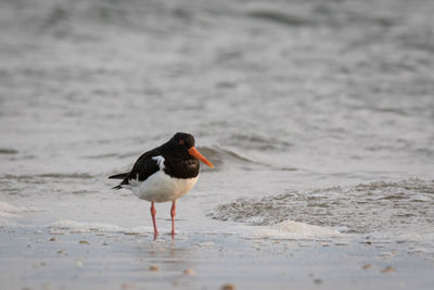 Bird on beach