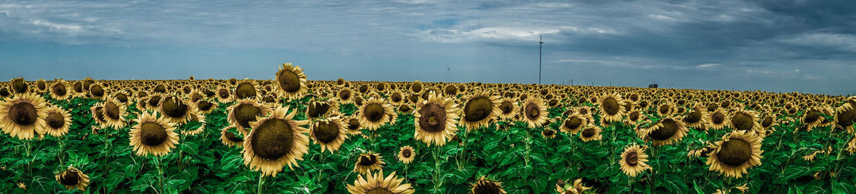Plants on field against cloudy sky