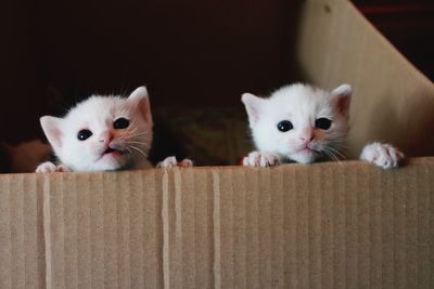 Portrait of kitten on the floor