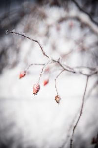 Close-up of frozen plant