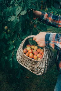 Cropped hands of man picking plums in basket