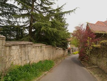 Road amidst trees and houses against sky