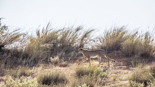 View of cheetah in wild