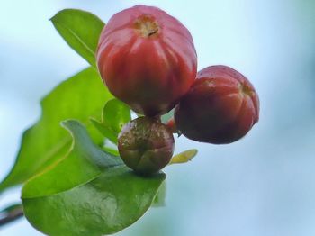 Close-up of cherries