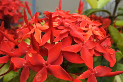 Close-up of red flowering plants