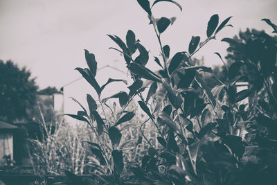 Close-up of plant against sky