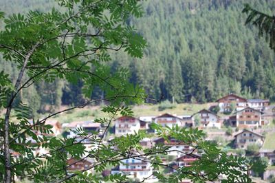 Trees and buildings in city