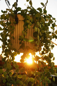 Low angle view of fruits hanging on tree