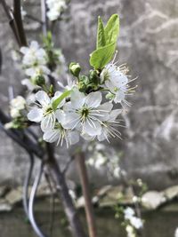 Close-up of white flowering plant