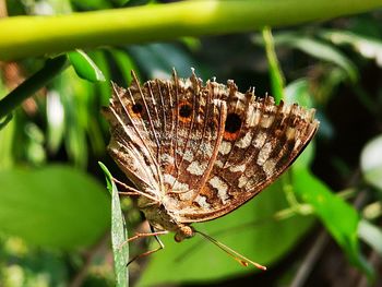 Close-up of butterfly on plant