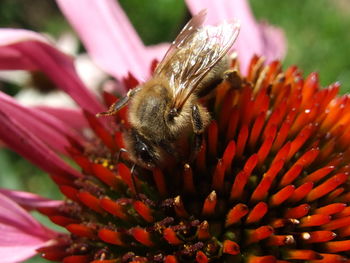 Close-up of bee pollinating on echinacea