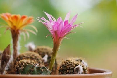 Close-up of flowering plant