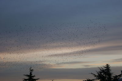 Low angle view of birds flying in sky