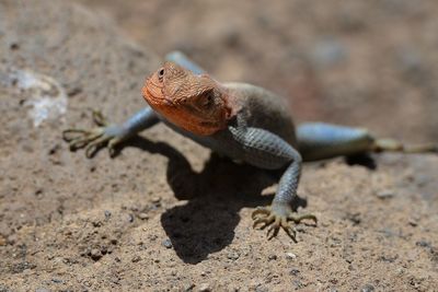 Close-up of lizard on rock