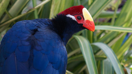 Close-up of parrot perching on leaf