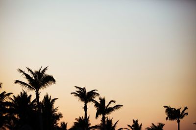 Low angle view of silhouette palm trees against clear sky