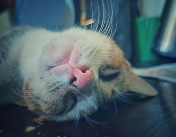 Close-up of cat sleeping