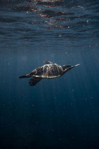 Hawksbill sea turtle