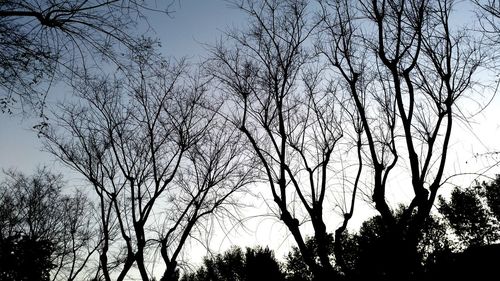 Low angle view of silhouette bare trees against sky