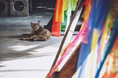 Cats relaxing on multi colored cat