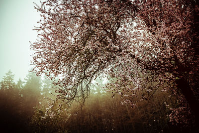 Trees in park